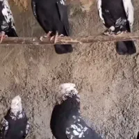 خرید کله ماستی و دم سفید|پرنده|قره ضیاالدین, |دیوار