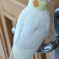 عروس هلندی ماده|پرنده|رشت, نیروی دریایی|دیوار