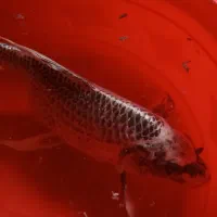 ماهی آکواریومی