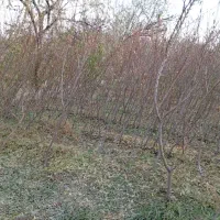 فروش نهال بادام آذر و نهال درخت بلوط|خدمات باغبانی و درختکاری|خسروشاه, |دیوار