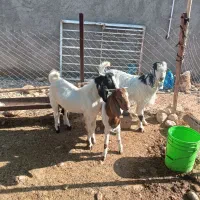 حیوانات مزرعه