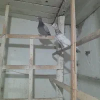 طوقی|پرنده|الوند, |دیوار