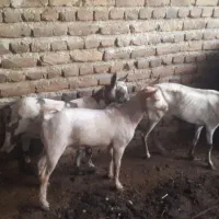 بز صلاله اهویی|حیوانات مزرعه|نوشین شهر, |دیوار