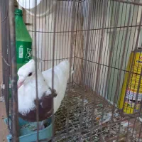 کفتر طوقی پاپر و کاکلی و سرور|پرنده|قم, لسانی|دیوار