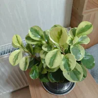 گلهای آپارتمانی زیبا ۳۵۰|گل و گیاه طبیعی|تهران, استقلال|دیوار