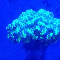 آکواریوم آبشور|ماهی|شهریار, دهشاد پائین|دیوار