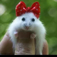 همستر کمپل روبروفسکی سوری و مینیاتوری