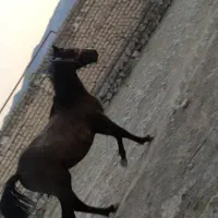 اسب|اسب و تجهیزات اسبسواری|خرمآباد, |دیوار