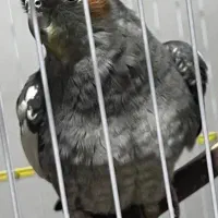 عروس هلندی ماده آماده