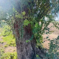 فروش و خرید درخت چوب