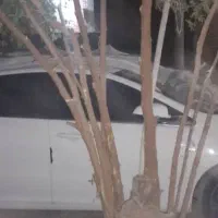 آریزو 5اف ال چری مدل 1402