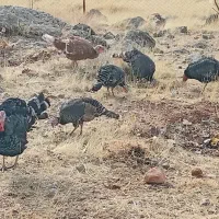 بوقلمون یلدایی