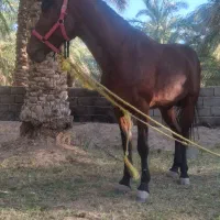 اسب نریون|اسب و تجهیزات اسبسواری|گنبکی, |دیوار