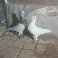 یه جفت کفتر کله هما هفرنگ نر سفید دسپر ماده المانی