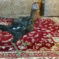 مرغ لاری|حیوانات مزرعه|رشت, سلیمانداراب|دیوار