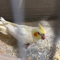 جوجه عروس هلندی|پرنده|قم, امامزاده ابراهیم|دیوار