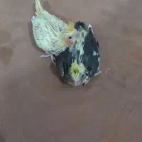 جوجه عروس هلندی|پرنده|امیدیه, |دیوار