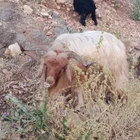 دو عدد بز نر فروشی
