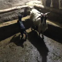 بز به همراه بزغاله|حیوانات مزرعه|ثمرین, |دیوار