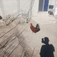 جهارتا خروس به فروش میرسد