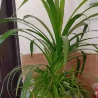 فروش گل های زینتی و آپارتمانی|گل و گیاه طبیعی|بلبان آباد, |دیوار