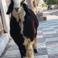 قصابی کشتار روز فقط بره نر