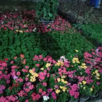 گل ختمی کاروتن مرجان کالانکوا