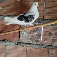 کبوتر تکپر‌|پرنده|مینودشت, |دیوار