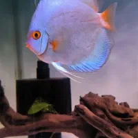 دیسکس بلو پنج اینج