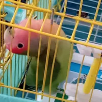 کوتوله برزیلی نر|پرنده|تبریز, |دیوار