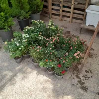 خدمات باغچه|خدمات باغبانی و درختکاری|شیراز, ارم|دیوار