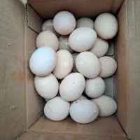 تخم مرغ لاری