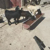 کهره نَر|حیوانات مزرعه|شبانکاره, |دیوار