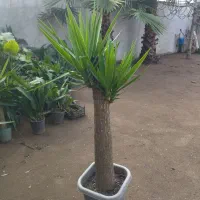 گل یوکا|گل و گیاه طبیعی|بابلسر, |دیوار