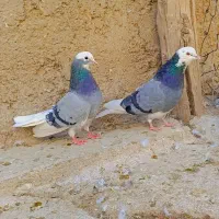 کبوتر جفت شازده