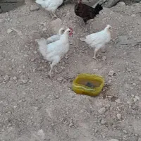 جوجه بومی