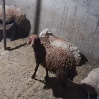 گوسفند