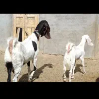 شاه بزسانن زاییده جوان3کیلوشیرچندقلوزاجنس بالایه|حیوانات مزرعه|کاشمر, |دیوار