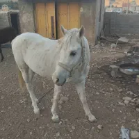 اسب فروشی|اسب و تجهیزات اسبسواری|شیراز, قلات|دیوار