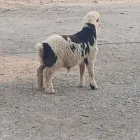 فروشی یک عدد بره|حیوانات مزرعه|آبپخش, |دیوار