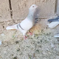 سوسنی دم سفید یا کاغذی دم سفید|پرنده|شیراز, دروازه قران|دیوار