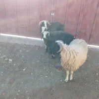 گوسفند پروار|حیوانات مزرعه|مرودشت, زنگی آباد|دیوار