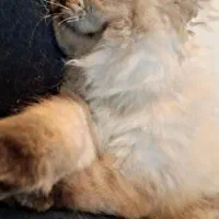 واگذاری گربه