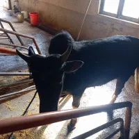 یک عدد گاو نر محلی