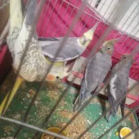 جوجه عروس