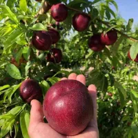 پیش‌فروش نهال شلیل رد گلد