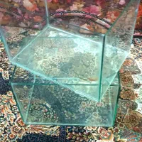 آکواریوم ماهی گیاه حلزون