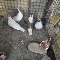 کفتر افغانی|پرنده|تهران, شهرک ابوذر|دیوار