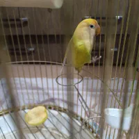 کوتوله برزیلی