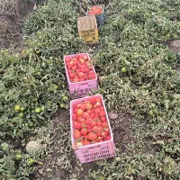 کارگر برای گوجه